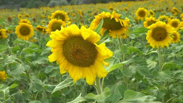 Sunflower  In Field