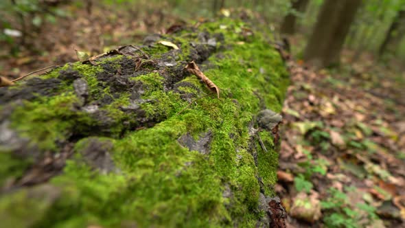 Green Moss On The Bark Of A Fallen Tree, Yellow Leaves
