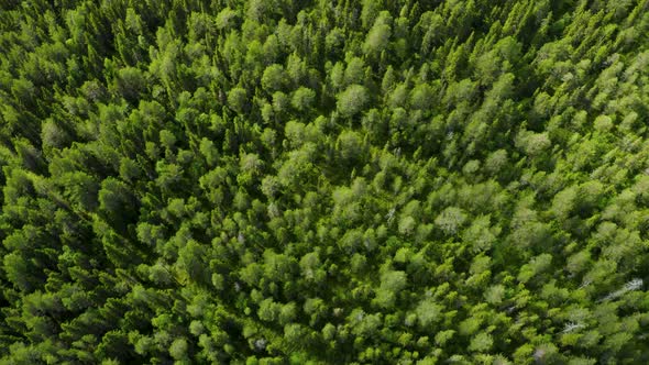 Flying Over Green Forest