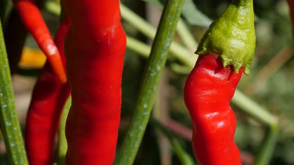 Plantation of chilli peppers  close-up 4K UHD 2160p tilting  footage - Colorful hot organic peppers  alt