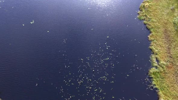 Drone footage of aquatic plants in a swamp lake. Camera tilting down revealing the water lilys and o alt
