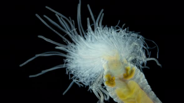 Worm Polychaeta of family Terebellidae under the microscope, phylum Annelida alt