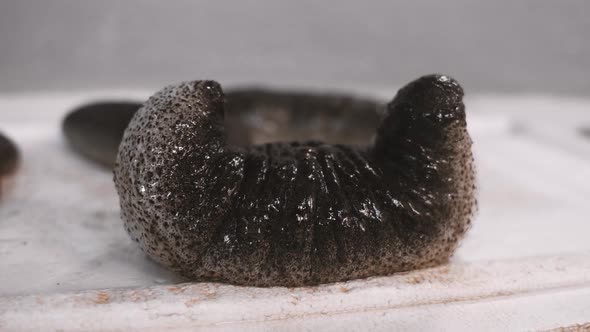 Sea cucumber on a white background. alt