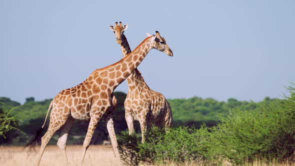African Giraffes On Central Kalahari Habitat In Nature Reserve In Botswana, Southern Africa. Selecti alt