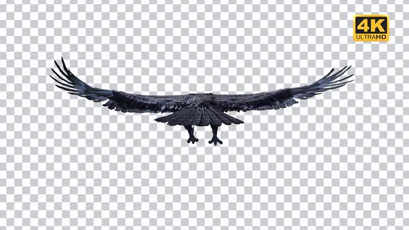 Eagle Fly 4K Vol.4 alt