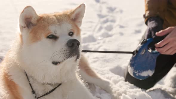 Young man with Akita Inu dog in park. Snowy winter background. Sunny day. alt