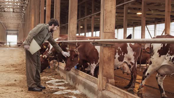Farmer Petting Cow in Cowshed alt