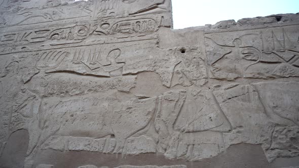 Karnak Temple Hieroglyphic In Luxor Showing Cow And People Joining Some Festival Engraved On Wall