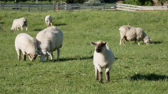 A lamb stand still and sheep eat grass at green field alt