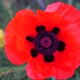 One Red Poppy Extremely Close Up of Petal Flower - VideoHive Item for Sale