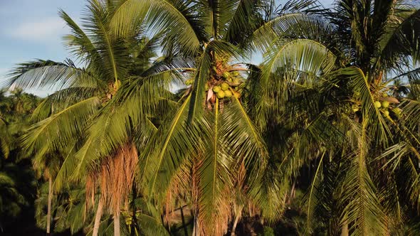 Beautiful scene with coconuts on palm tree. Aerial circling alt