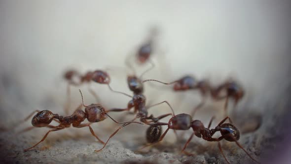 Ants fighting - super macro shot