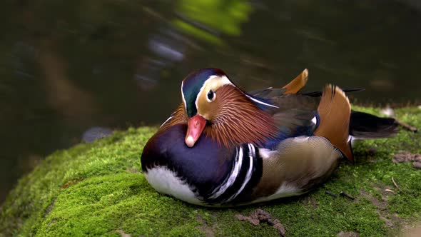 mandarin duck resting on mossy rock