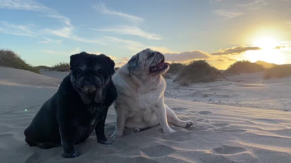 Couple of old pugs dogs sitting on the dunes desert sand for a lovely adorable portrait of animals alt
