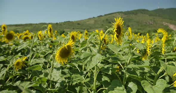 Sunflower Field alt