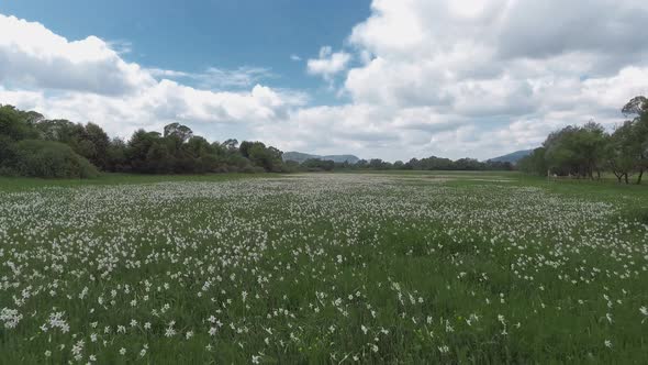 Beautiful Panorama with Field of White Daffodils.