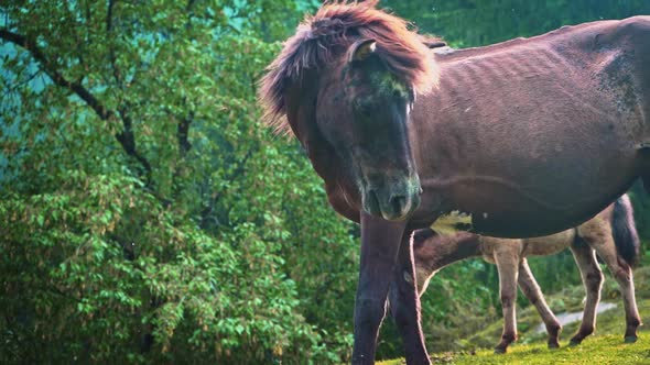 Brown Horses Grazing On The Green Pasture By The Himalayan Mountains - Medium Shot alt