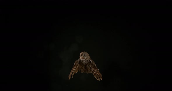 Eurasian Tawny Owl, strix aluco, Adult in Flight, Normandy, Slow motion 4K