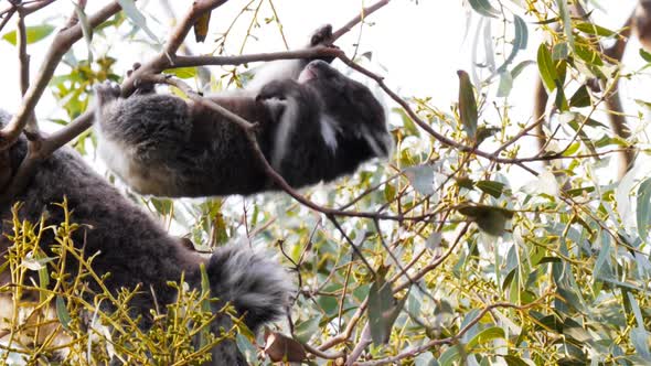 koala joey in a gum tree hangs onto a branch while feeding alt