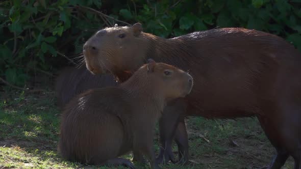 Giant Capybaras in Natural Habitat