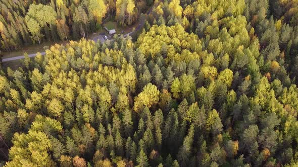 Summer Early Autumn in Forest Aerial Top View