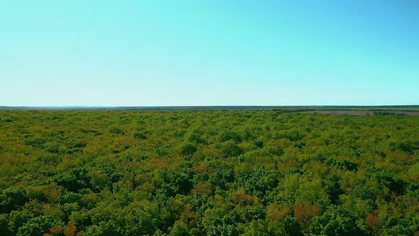 View From a Quadrocopter Over a Large Green Forest. Green Foliage of Trees. Aerial View. Samara