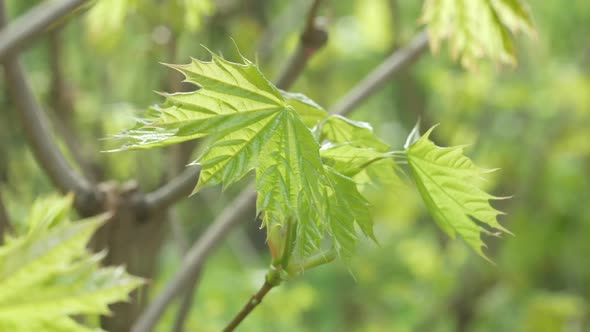Young Leaves Of A Tree In The Wind alt