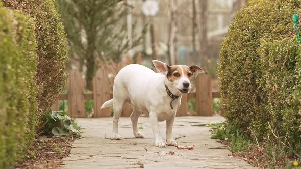 Jack Russell Terrier Dog Gnaws on the Bone on a Path in the Garden alt