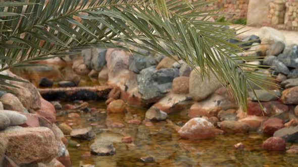 The Branch Of Palm Trees On a Background Of a Rivulet