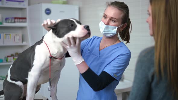 Portrait of Confident Professional Veterinarian Talking to Owner Examining American Staffordshire alt