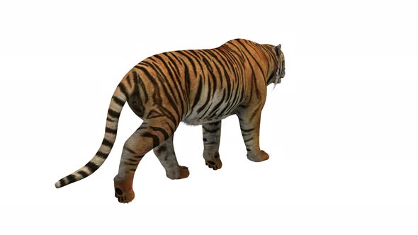 Bengal Tiger Walking