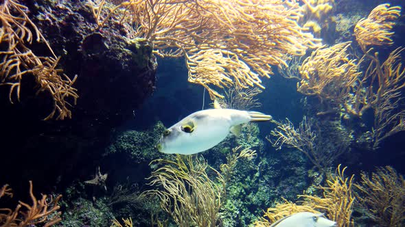 Various Fish and Bluespine Unicornfish Swim in Water of Large Aquarium.