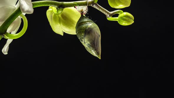 Morpho Butterflies Are Born From Pupa To Imago, Time Lapse,  Video, on Black Background alt
