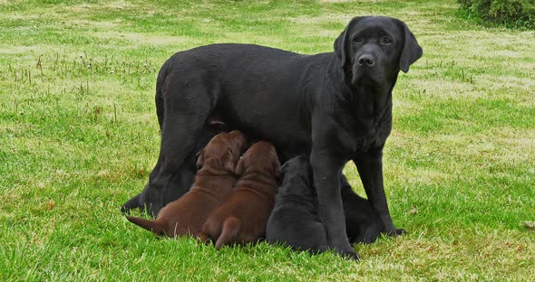 Black Labrador Retriever Bitch That Feeds Black and Brown Puppies, Normandy in France alt