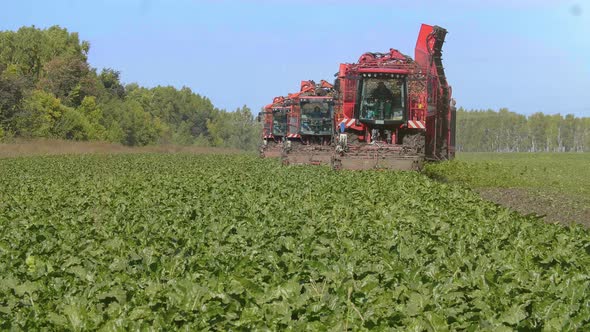 Agricultural Vehicle Harvesting Sugar Beets. Fresh Sugar Beets on the Field Farm alt