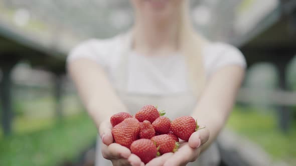 Close-up of Young Female Caucasian Hands Stretching Sweet Red Strawberries To Camera. Unrecognizable alt