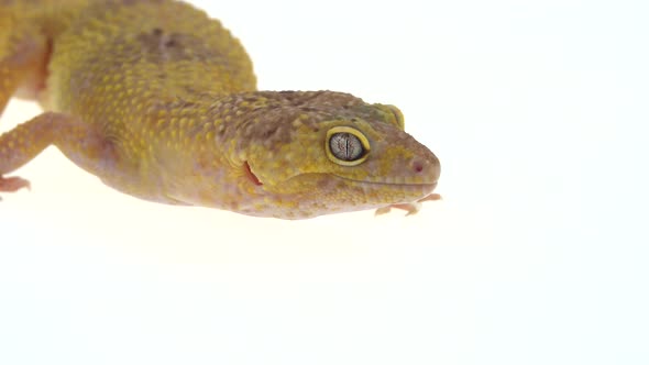 Cute Leopard Gecko or Eublepharis Macularius in White Isolated Background. Close Up. Macro Shot alt