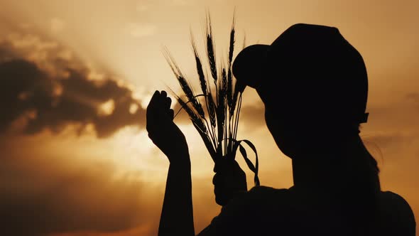A Silhouette of a Female Farmer Looking at the Ears of Wheat in the Rays of the Sun alt
