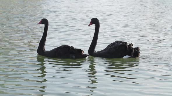 Two Black Swans. alt