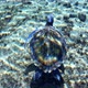 Swimming over green sea turtle