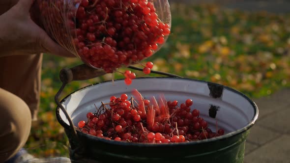 Bright Red Berries of Viburnum Are Transferred To an Iron Bucket