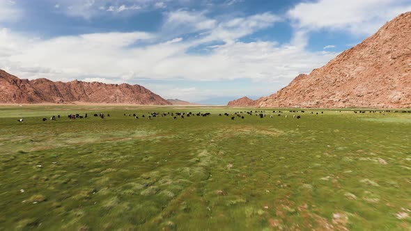 Fluffy Cashmere Goats on the Pastures alt