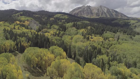 Fall foliage by Crested Butte, CO alt