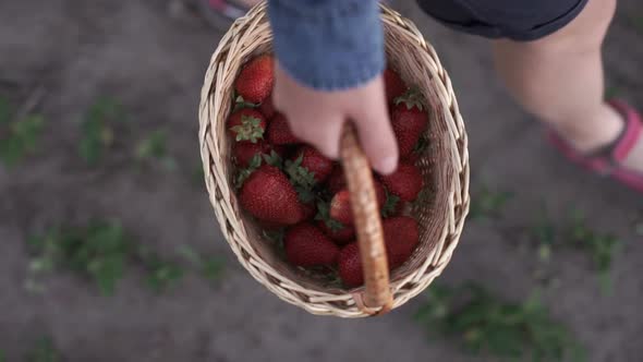 Strawberry Harvest Time. Woman Carries a Basket of Strawberries