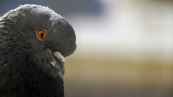 head of a wild pigeon close-up