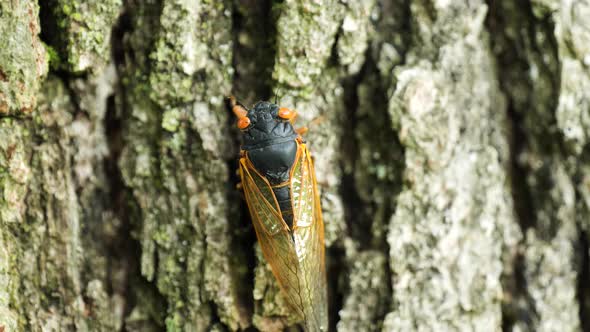 Cicadas climb trees in the forest looking for mates alt