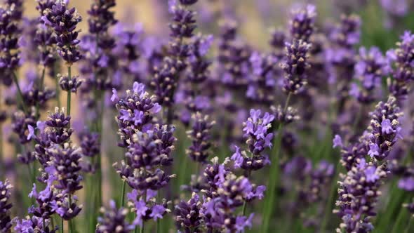 Lavender flowers in a lavender field. Close-up. Slow motion. Selective focus. alt