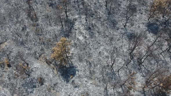 Dried Trees that Turned to Ash the Day After the Forest Fire alt