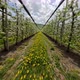 FPV Sport Drone Shot Agricultural Apple Farm Blossom Trees Yellow Dandelion Flowers Tunnel - VideoHive Item for Sale