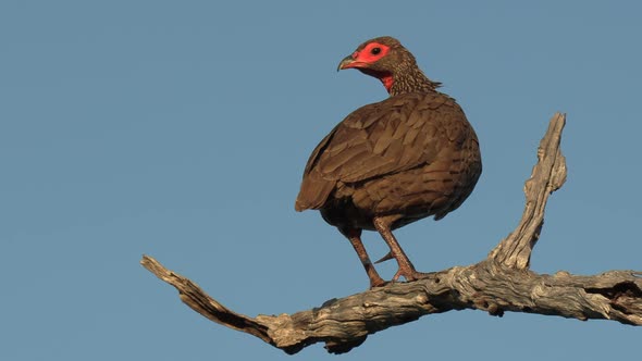 A Swainson Spurfowl sits perched on a branch against a blue sky. alt